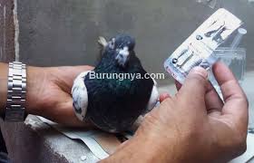 Cara mengatur makanan burung dara. 12 Jenis Penyakit Burung Merpati Dan Cara Mengobatinya Burungnya Com