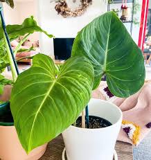 We did not find results for: Lush Little Jungle Shopping Retail Gardener Facebook
