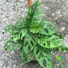 Image result for Pteronia acuminata