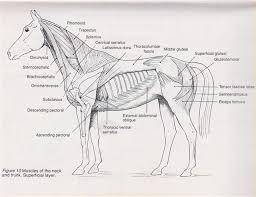 Horse Anatomy Chart Equine Muscle Anatomy Chart Horse