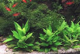 Image result for Hygrophila cataractae