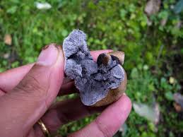 Image result for Scleroderma geaster