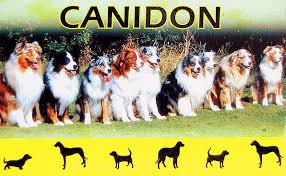 Is it possible to evening drontal treat tapeworms. Canidon 50 Tabs For Dogs Cats One Tablet For 10kg Drontal Analogue