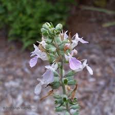 Marigolds are reliable florida annuals that bloom mainly in a range of yellows and oranges. Florida Native Plant Society Fnps