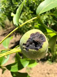 Image result for Walnut blight