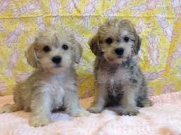 Black And Tan Yorkie Poo Full Grown Viewing Gallery For Full Grown Yorkie Poo Poodle Mix Dogs Yorkie Poo Cute Dogs Breeds