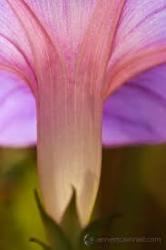 Flowers are uplifting, whether you look at them irl or in a photo. 10 Flower Photography Tips For Gorgeous Results