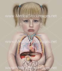A collection of articles covering abdominal anatomy, including abdominal wall anatomy and abdominal cavity anatomy. Chest And Abdominal Anatomy Of A Child 2 Years Old Medical Stock Images Company