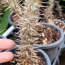 Image result for Euphorbia didiereoides