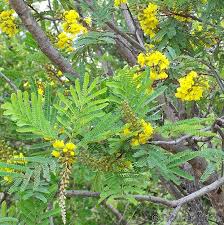 Image result for Peltophorum africanum