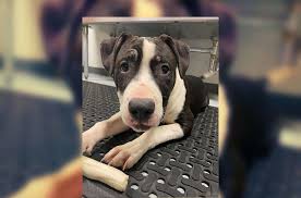 Advice from breed experts to make a safe choice. Touching Reason Indiana Shelter Pup S Adoption Fees Were Waived