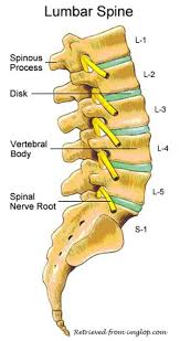All these are short bones which collectively create tarsus. Exposing The Truth About Lower Back Scans Lifecare Point Walter Lifecare