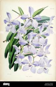 Image result for Vanda coerulea