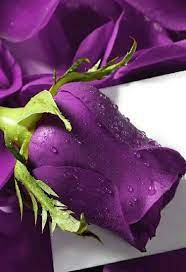 thebestinthewestandtheeast purple roses purple flowers purple garden