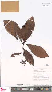 Image result for Psychotria vogeliana