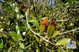 Image result for xylella fastidiosa oleander symptoms