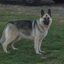 We did not find results for: Silver Raye German Shepherds Home Facebook