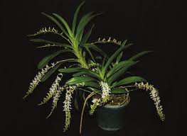 Image result for Cyrtorchis neglecta