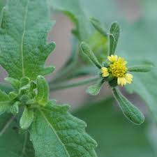 Image result for Sigesbeckia orientalis