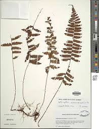 Image result for Arthropteris anniana