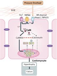 The repar may end up being more than a replacement would cost. The Ca2 Activated Cation Channel Trpm4 Is A Positive Regulator Of Pressure Overload Induced Cardiac Hypertrophy Biorxiv