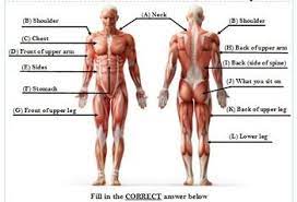 This Is A 12 Question Matching Quiz Regarding The Major Muscle Groups Within The Human Body The 12 Muscle Groups Major Muscles Muscle Groups Latissimus Dorsi
