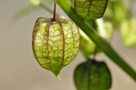 Image result for Physalis angulata
