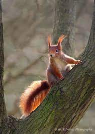 Bilder zum nachmalen coole bilder kawaii einhorn susse bilder zeichnen kawaii malen selber malen zeichen ideen. Coole Tiere Tiere Animals Tiere Niedliche Tiere Niedliche Eichhornchen