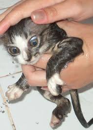 15 Angry Wet Cats Cats And Kittens Wet Cat Cats