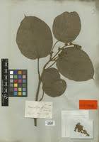 Image result for Manniophyton