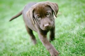 puppy