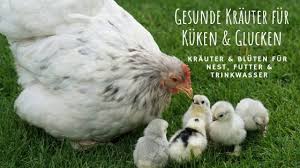 Krauter Fur Kuken Und Glucken Huhnerrassen Hinterhofhuhner Huhner Rassen