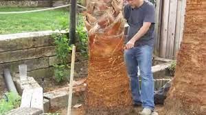 Check spelling or type a new query. How To Prune A Mexican Fan Palm Tree Youtube