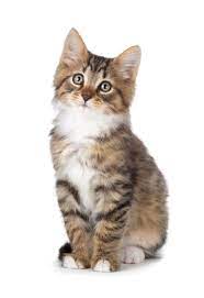 The Personality Of A Tabby Cat Is Quite Unique In All Respects Cat Appy Tabby Kitten Tabby Cat Cats