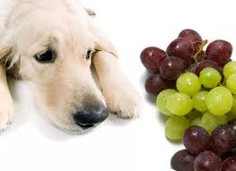 Psa Do Not Feed This To Your Dog It Could Kill Them Dangerous Foods For Dogs Can Dogs Eat Grapes Can Dogs Eat