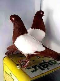 Huzur Sokagi Yasamaya Deger Hobiler Pigeon Breeds Pet Birds Pigeon Pictures
