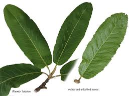 Image result for Pappea capensis