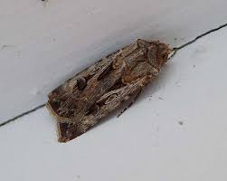 They may also climb up the stem and feed on the leaves and fruits of … climbing species of cutworms can get into vines and shrubs to eat buds, fruit, and leaves. Cutworms How To Get Rid Of Cutworms In Your Garden The Old Farmer S Almanac