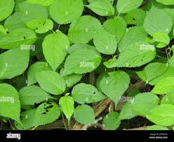 Image result for Laportea ovalifolia