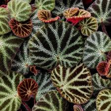 Image result for Begonia nyassensis
