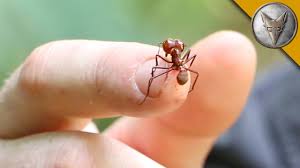 Image result for ant bite