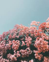To You Flower Aesthetic Flower Wallpaper Nature