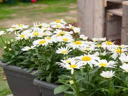 Attractive in butterfly gardens, cutting gardens or combined with other perennials or annuals. Leucanthemum X Superbum F1 Snow Lady Sakata
