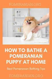 Jul 17, 2021 · but as your dog nuzzles in closer, you realize something smells a little funny. Pomeranian Bath Details