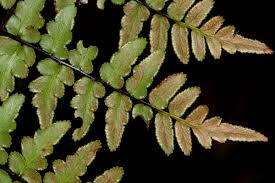 Image result for Cheilanthes quadripinnata