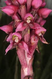 Image result for Disa hircicornis