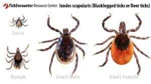Image result for infected tick bite