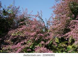 Image result for Congea