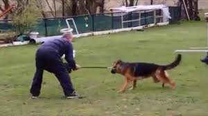 4132 chiens arrivent en france au cours du premier il crée en 1913 le club du berger d'alsace puis, en 1920, la société du chien de berger d'alsace (scba) qui structure réellement l'élevage. Video D Un Chien Brutalise Le President Du Club Canin Juge Ce Lundi