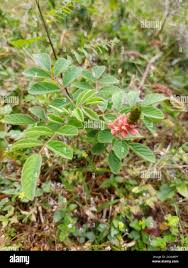 Image result for Indigofera spicata